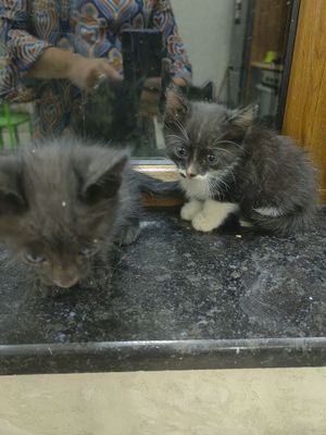 Отдам котят в хорошые руки