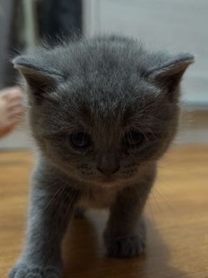 Продаю котенка скотиш , ей месяц.