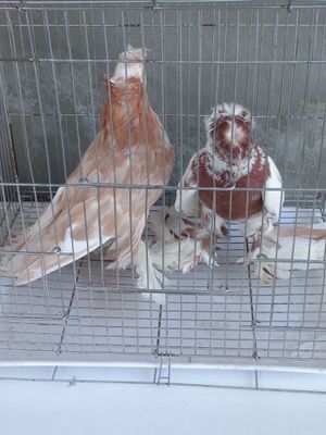 Продам двухчубых голубей