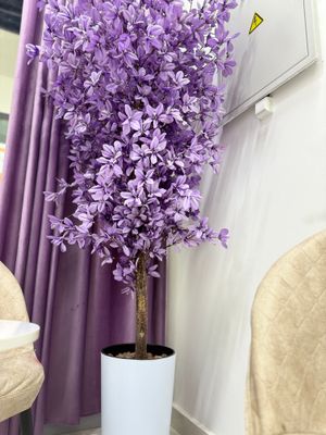 Yangi decorativ daraxt