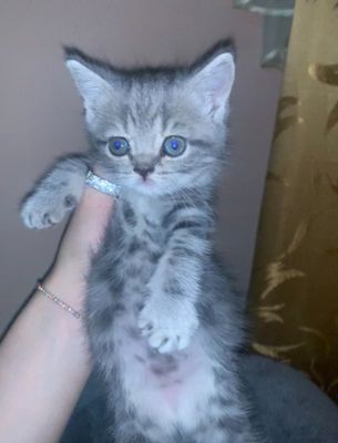 скотиш страят серый кизча зоти тоза 100%