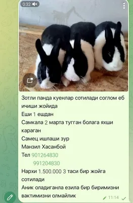 Панда куенлар сотилади