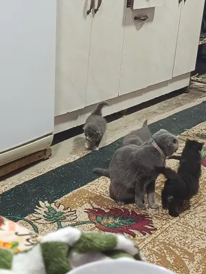 Катята полтора месячные