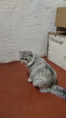 Sotiladi Serebriy shinshilla haylant