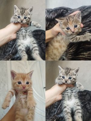 Скотиш страйт нора