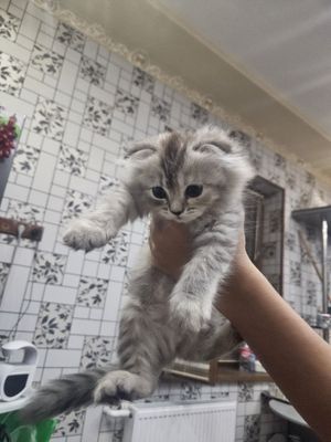 Scottish fold toza qon