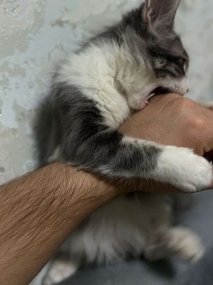 Продам котёнка девочка