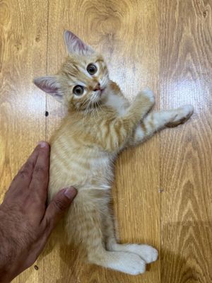 Котенок продается