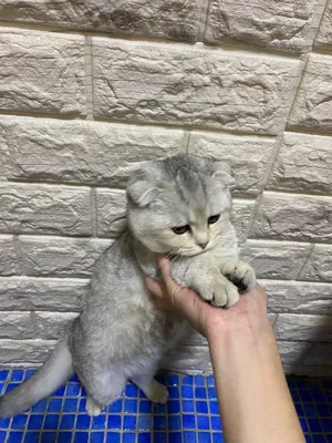 serebristaya veslouha