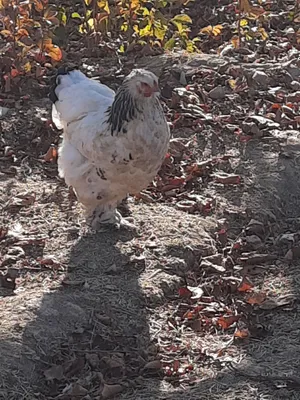 хонаки курка ва товуклар сотилади срочни.соглом.