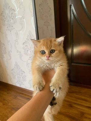 Продаётся Британский золотистый шиншилла девочка