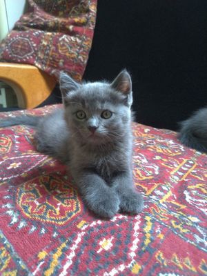 Продаются котята