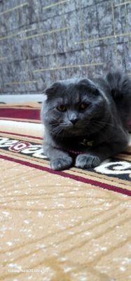 кот на вязку чистокровной шоланской породы