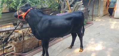 Angus buqacha sotiladi