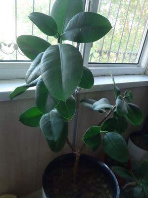 Фикус продам, большая