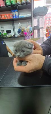 Scottish fold toza paroda