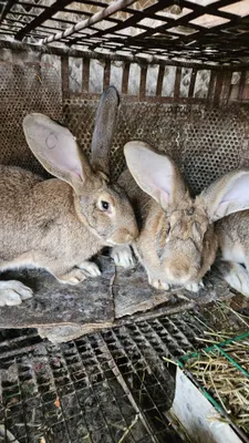 Кролики Фландер молодые самки