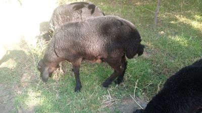Тагал барралар сотилади