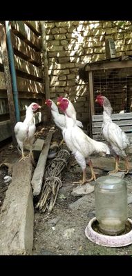 Ассалому алейкум ок КО ШАМОЛА сотилади.