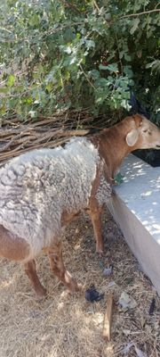 Куй, ку́чкор кучкор Арашан гибрид пародаси насл олишга ва су́йишга