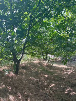 Karobka holatida dacha kottedjlar.