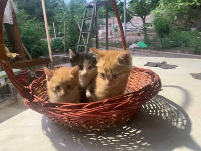 Котята бесплатно