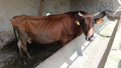 Ona bola sigir sotiladi