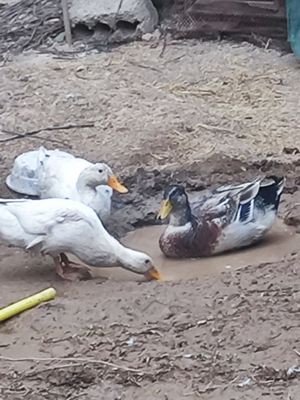 O'rdak bor tovuq ili jojaga almawaman