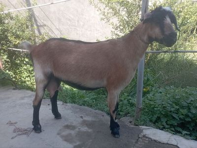 Bo'g'oz echki 2 litr suti bor!!!