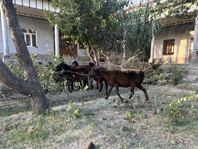 Сурхондарё хисори қуйлари сотилади