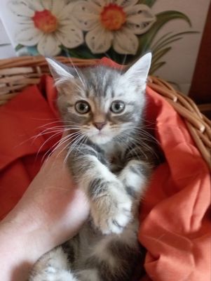 Котёнок голубой мраморный 2 мес.