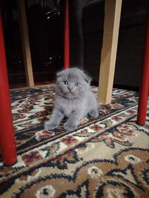 Шотландские котята