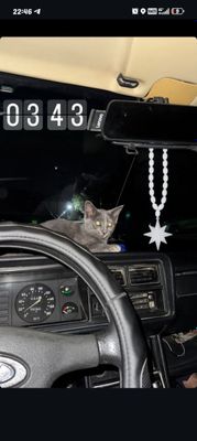 Продаётся котёнок