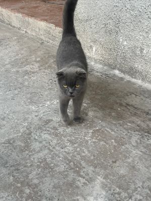 Mushuk