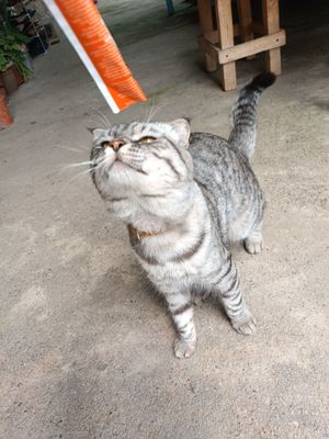 скотиш страйт