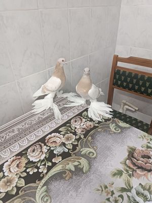 Продаются тасманы уды сизые с хорошей тягой игрой