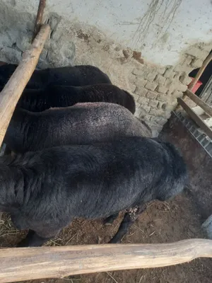 Quchqorlar boqilgan tayyor