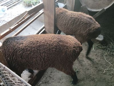 1 dona urg'ochi qo'y sotiladi