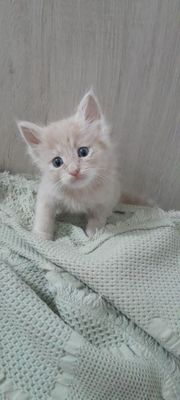 Бублик маленький