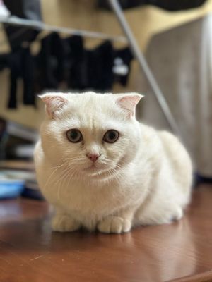 Продаю своего кота