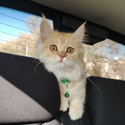 Продается кот породистый срочно