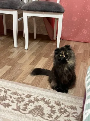 Отдам в добрые руки шотландскую вислоухую кошечку (трихколор)