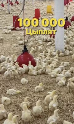 Готовый птица фабрика