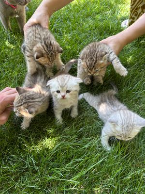 Продаются котята