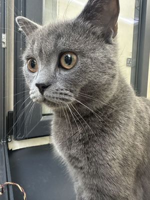 Продается кошка породистая