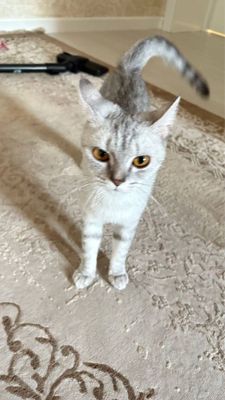 Кошка! Яхши боқилган! Уй мушуклари.