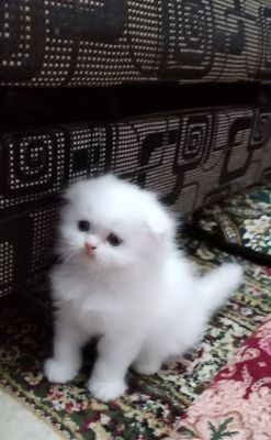 Продается Шотландские котята
