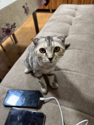 Отдаем в хоршие руки котенка