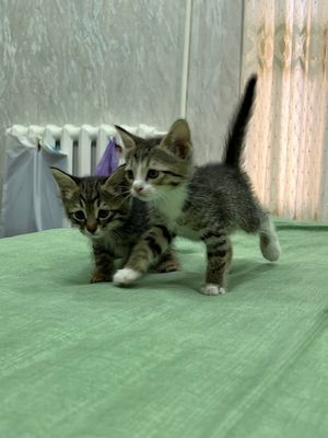 Котятам 1,5 месяца