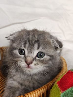 Шотландские котята,скотиш страйт,скотиш фолд
